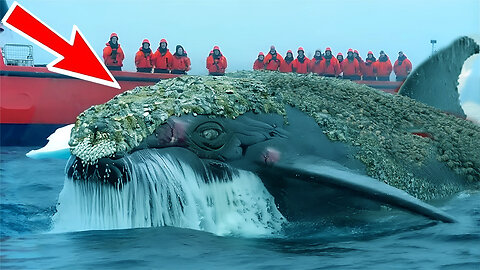 Animals injured by barnacles and parasites successfully rescued.