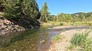 Stream full of trout!