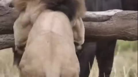 Buffalo fight back lion #Shorts #Animals