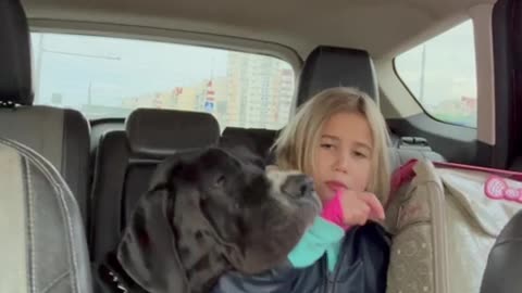 Gentle Giant Begs For Car Crackers