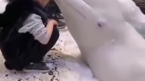 Beluga whale! playing with a little Girl. Breath taking!