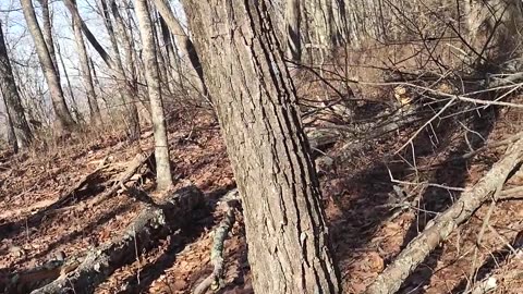 Hiking on Allegheny Trail corridor on Peters Mountain