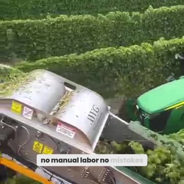 Why New Zealand's Grape Harvest is Revolutionizing the Wine Industry