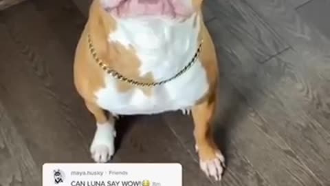 Human dog reactions