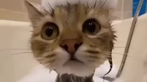 Cat's cute video