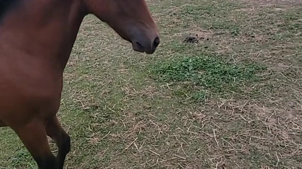 Kid and Foal Play Ball