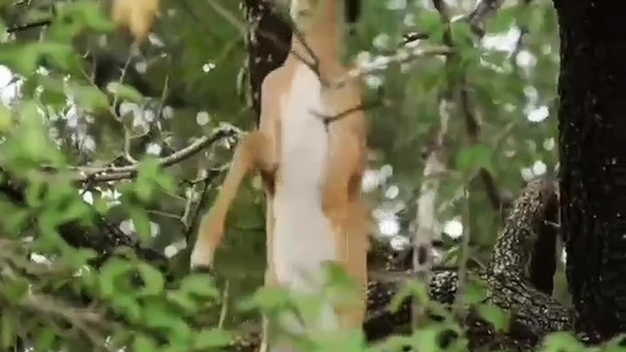 "Leopard Tries to Lift Falling Deer onto Tree"