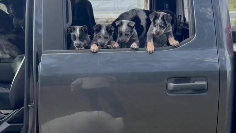 Size Difference Between Puppies Of Different Breeds