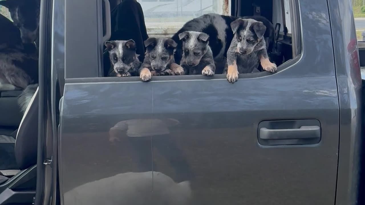 Size Difference Between Puppies Of Different Breeds