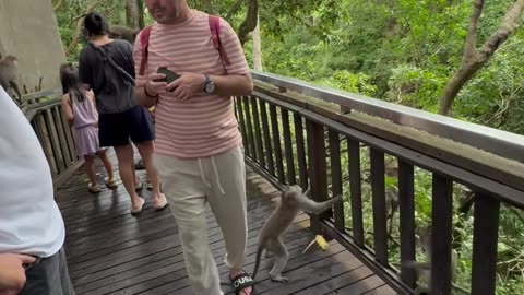 Tourist Steps on Monkey's Tail