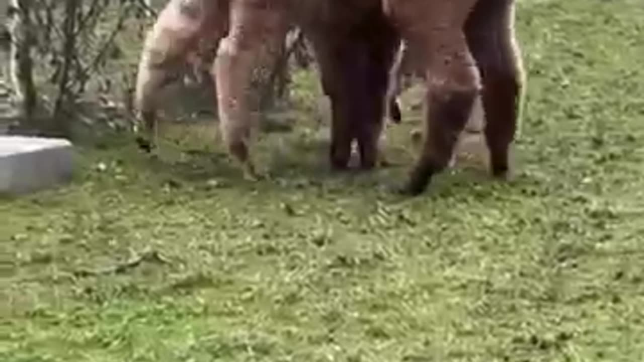 funny animals 9
