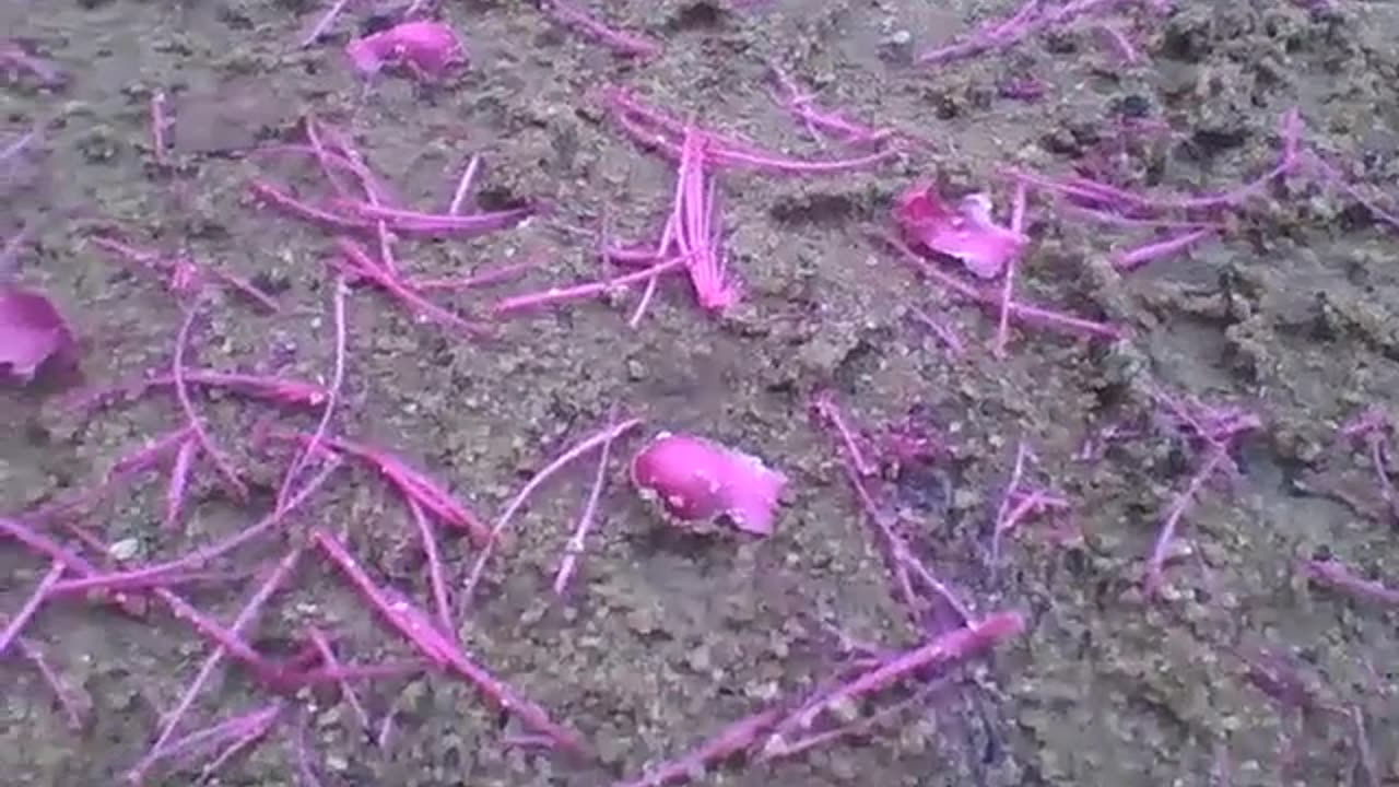 Rose apple flowers on the floor add a special touch [Nature & Animals]