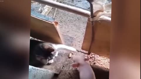 Funny cats