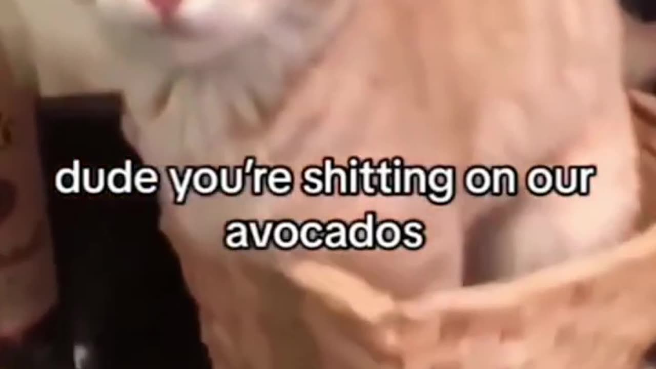 Funny animals video