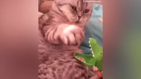 FUNNY CATS VIDEO COMPILATION 😂