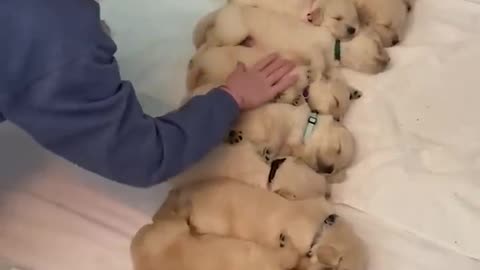 Cute Golden Retriever Puppies Sleeping Peacefully __ PETASTIC 🐾