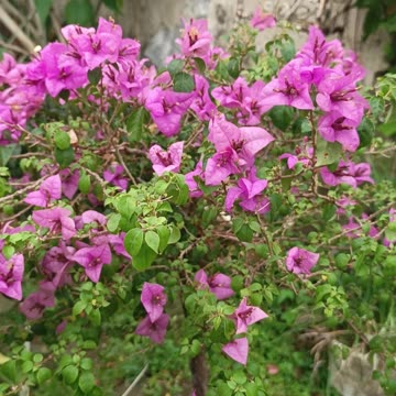 Bougainvillea 3