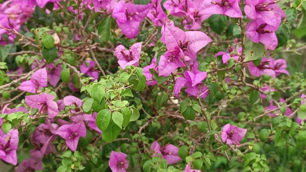 Bougainvillea 3