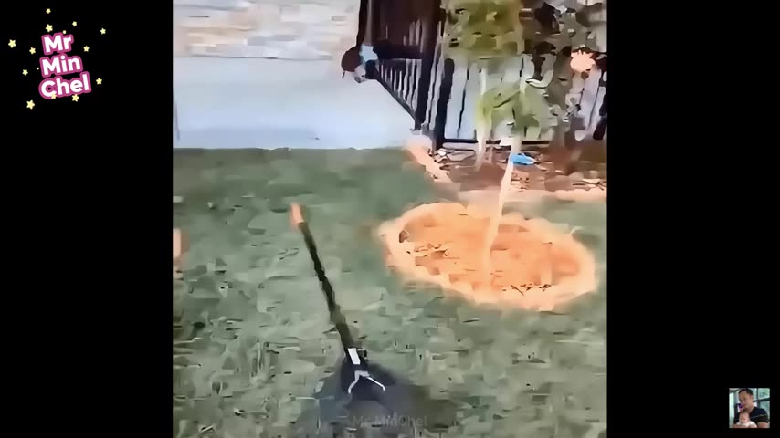 Funniest Animals & Cute Pets 😄 New Funny Cats & Dogs Videos 😹🐶
