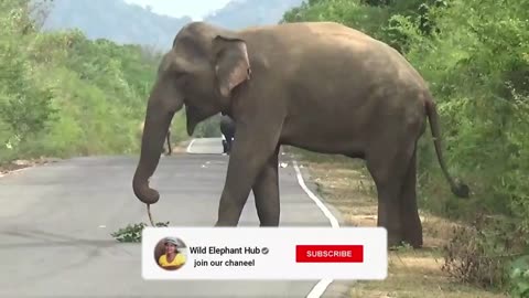 Most Danger Road Of South Asia (Sri lanka) Wild Elephant On The Road #elephant #elephantattack