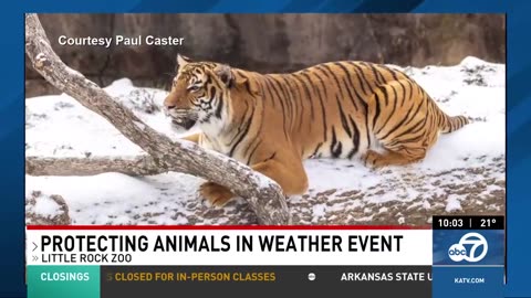 Lions, tigers and ice- oh my! Little Rock Zoo protecting animals during cold temperatures