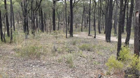 Bendigo Regional Park-Bendigo Vic