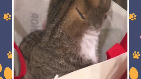Amanda Grace Is A Cat Mom!