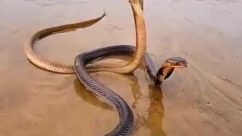 Nag & Nagini in a romantic mood amidst nature