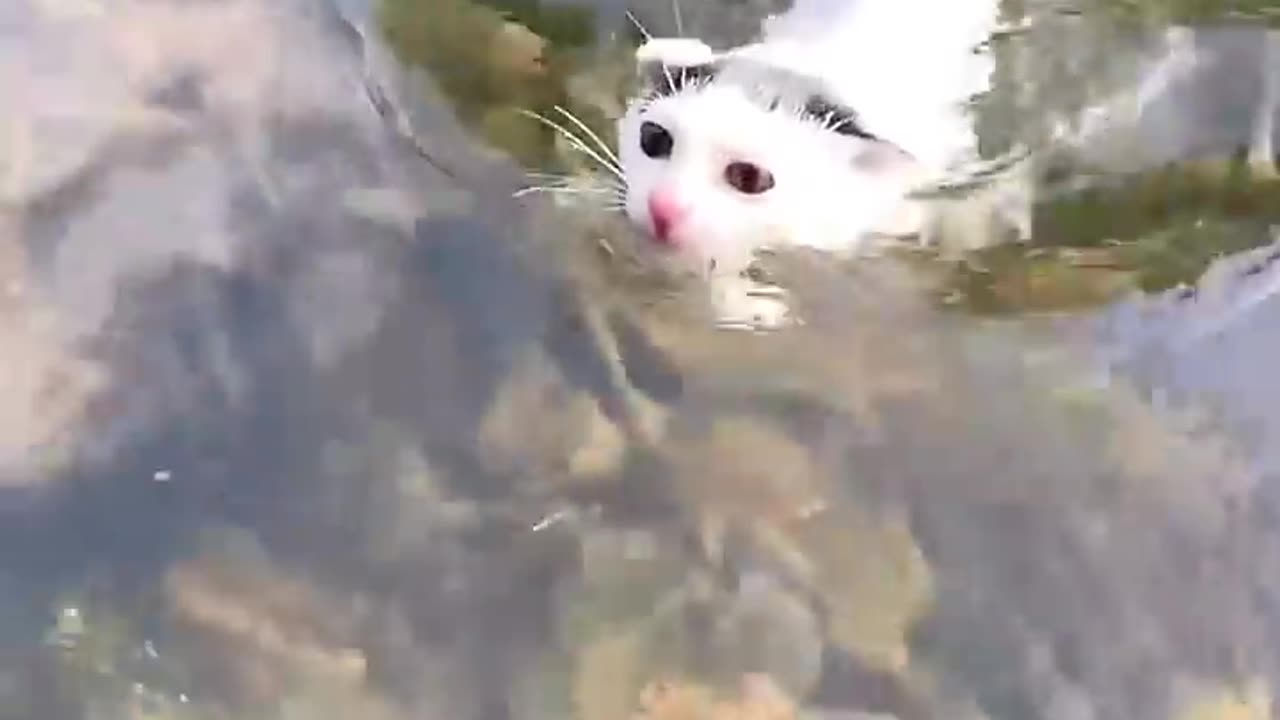 #Funny_ cats #👌🏻