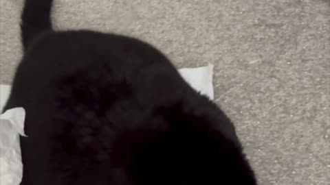 Cute Precious Piper Inspects the Carpet - Adopting a Cat from a Shelter Vlog #short