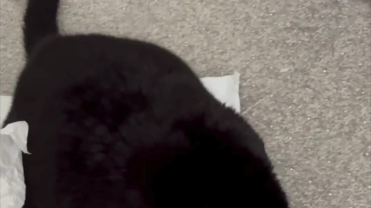 Cute Precious Piper Inspects the Carpet - Adopting a Cat from a Shelter Vlog #short