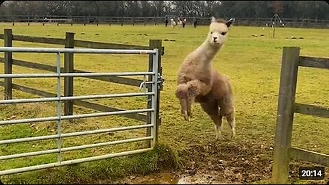 Funniest Farm Animals