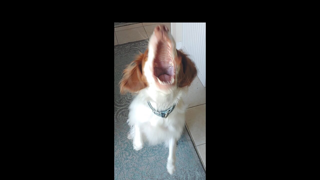 PATRIOTIC SINGING PUPPY!