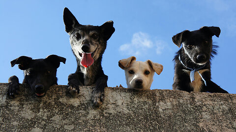 New Funniest Dogs Videos - Try Not To Laugh...