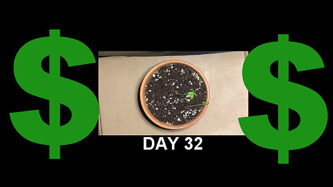Money Tree Plan Time Lapse Growing from seed