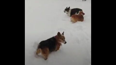 Corgis in more snow!