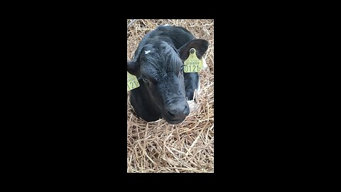 Adorable Japanese Calf Relaxing in Straw