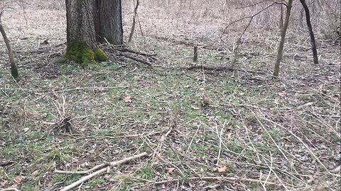 Checking in on the Bush Honeysuckle Removal Sites