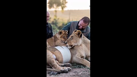 A Mother Lion Was Seriously Injured by a Branch, but Rescuers Bravely Saved Her