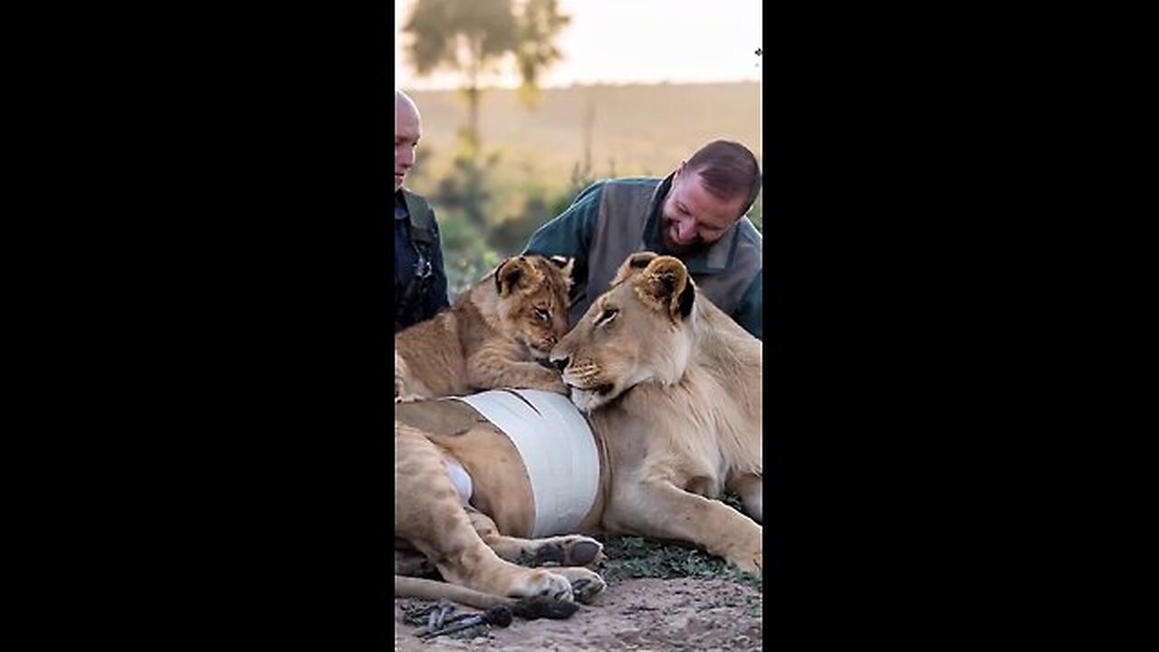 A Mother Lion Was Seriously Injured by a Branch, but Rescuers Bravely Saved Her