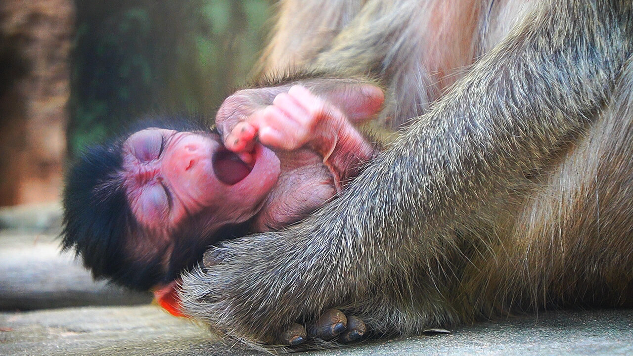 Looks Pretty Charming newborn Baby of Mom ADA