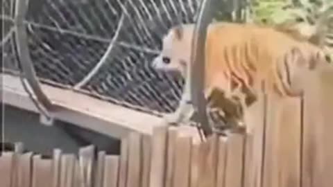 Tiger Pee On People