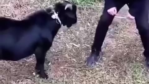 Animal funny videos😂😂