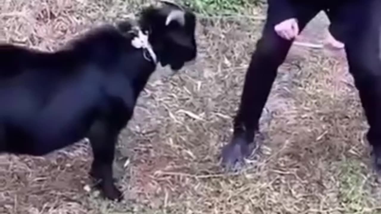 Animal funny videos😂😂