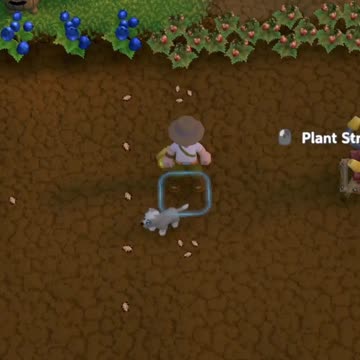 Amazing Kiwis! Luma Island