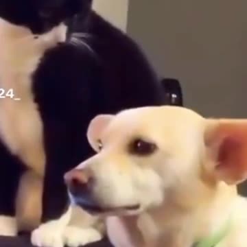 Funniest cat dog fight video😹😹