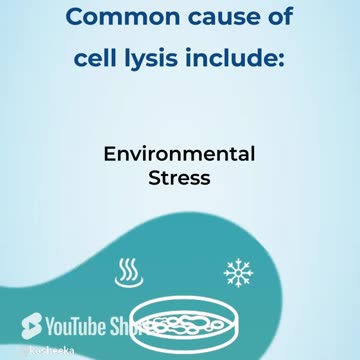 What are the Common Culprits Behind Cell Lysis? #primarycells #cellculture #stemcells