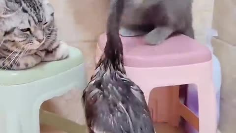 Funny cat video😂