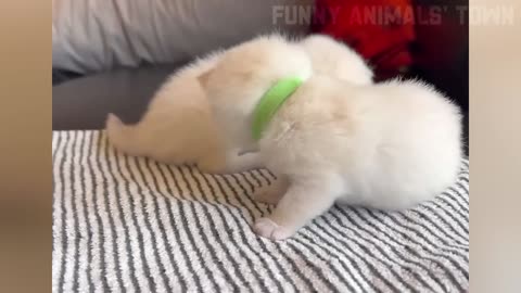 Funny Animals Video