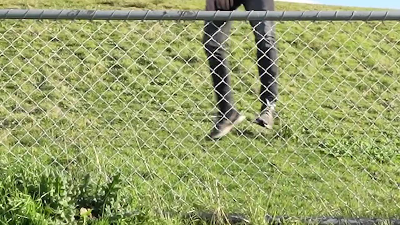 How Animals Get Over a Fence (With Emojis) 😂